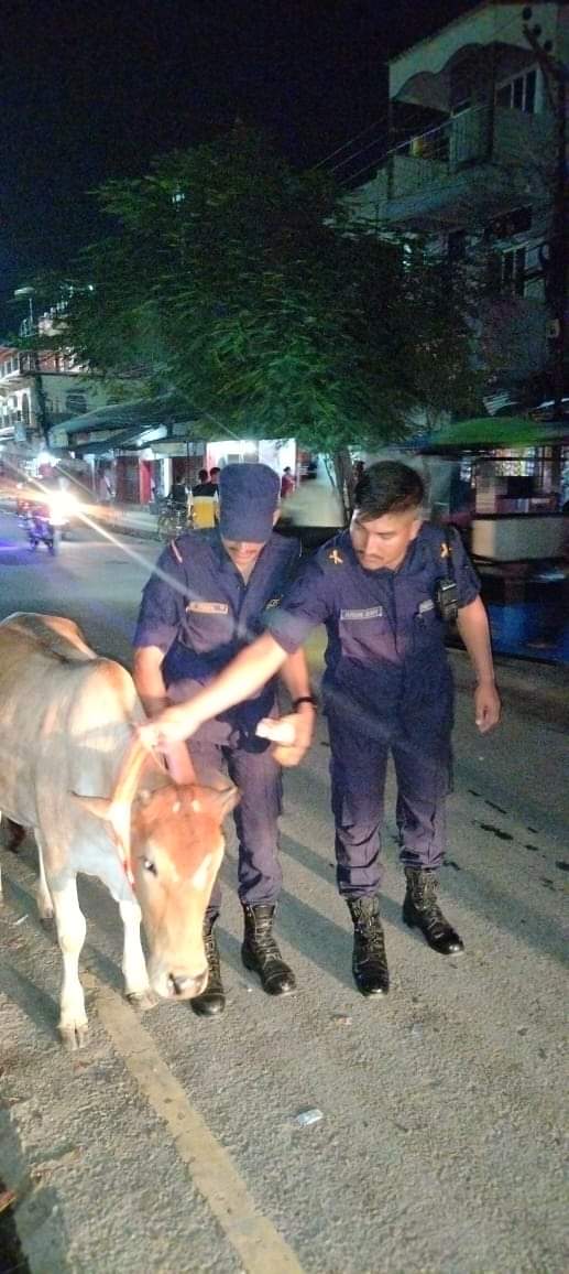 दुर्घटना न्यूनिकरण गर्न  रिफ्लेक्टिङ्ग स्टिकर टाँस्न सुरु