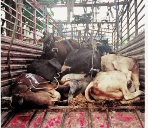 झापा हुँदै बंगलादेश लैजाँदै गरिएका १९ चौपाया प्रहरीले दाउन्नेमा बरामद