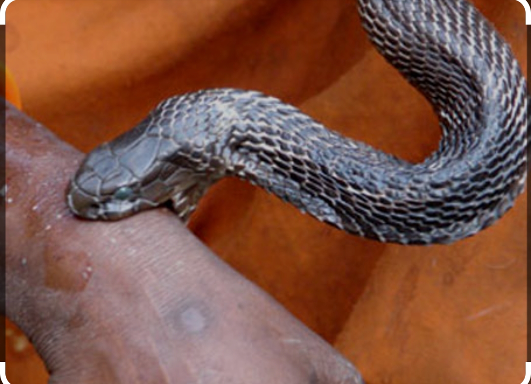 सर्पले डसेर एक महिला घाइते