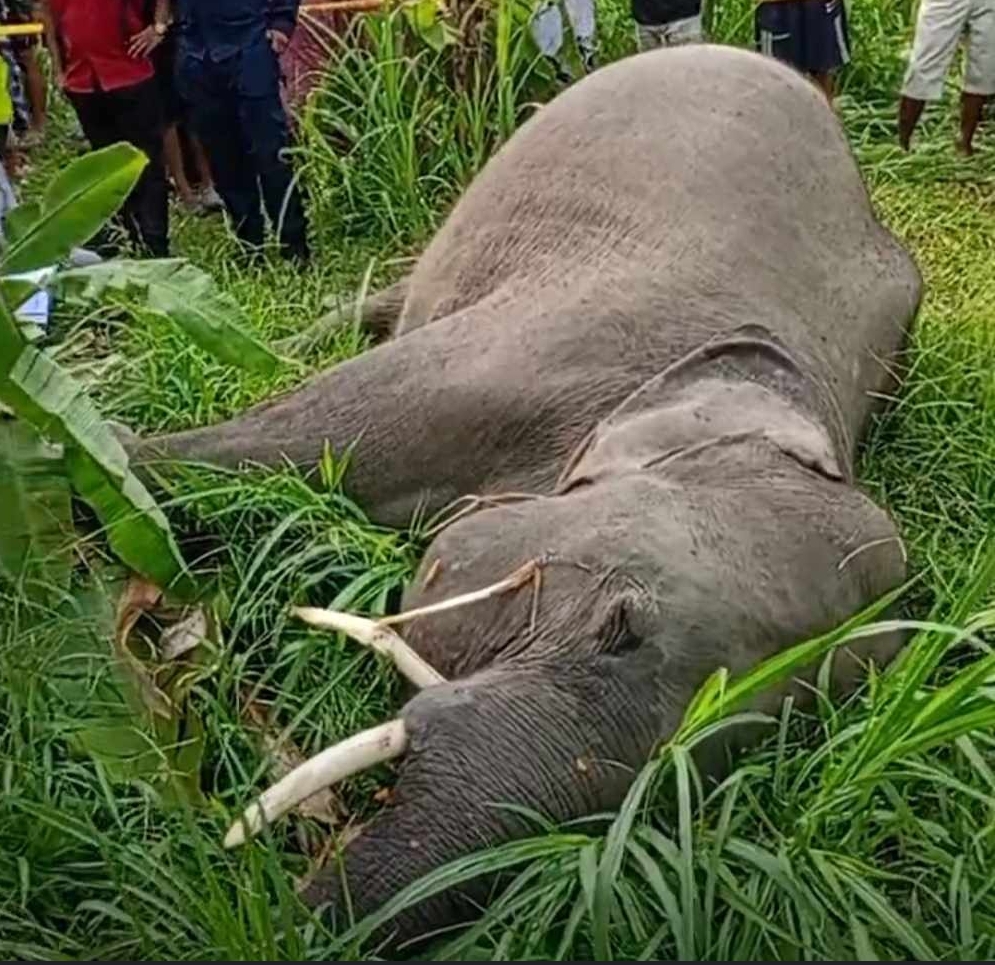 बारा स्थित राष्ट्रिय जङ्गल नजिक वयस्क हात्ती मृत फेला