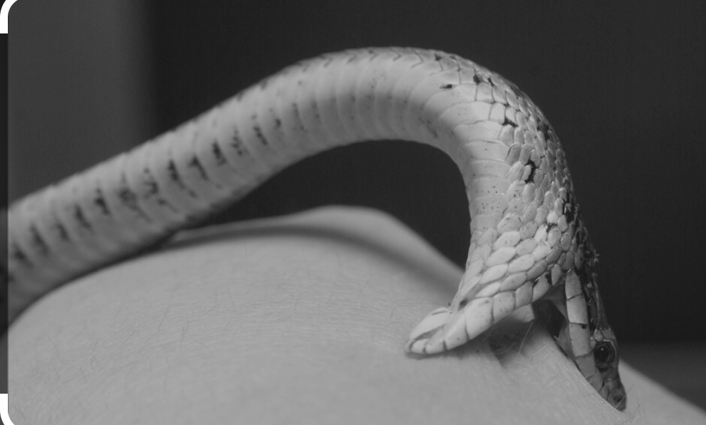 सर्पले डसेर १४ वर्षीया   बालिका घाइते