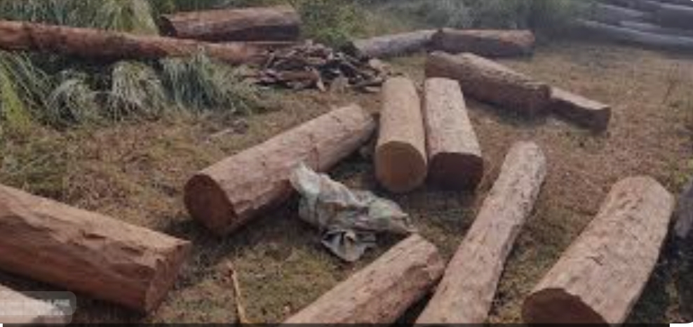 अवैध सालको काठ बरामद