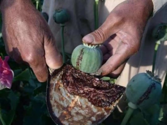 बीरगन्जबाट लागू औषध अफिमसहित दुई जना पक्राउ