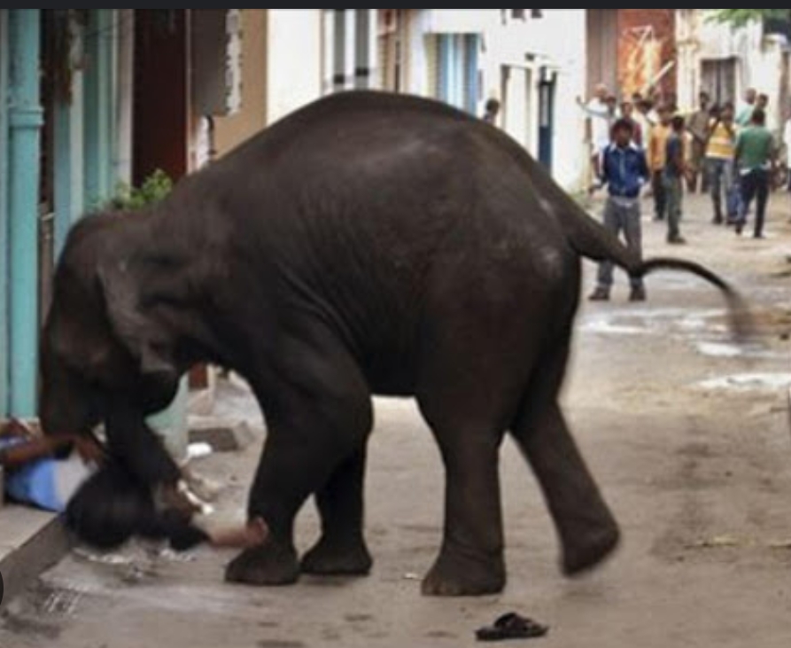 चितवन राष्ट्रिय निकुञ्जमा हात्तीको आक्रमणबाट एक जना माउतेको मृत्यु