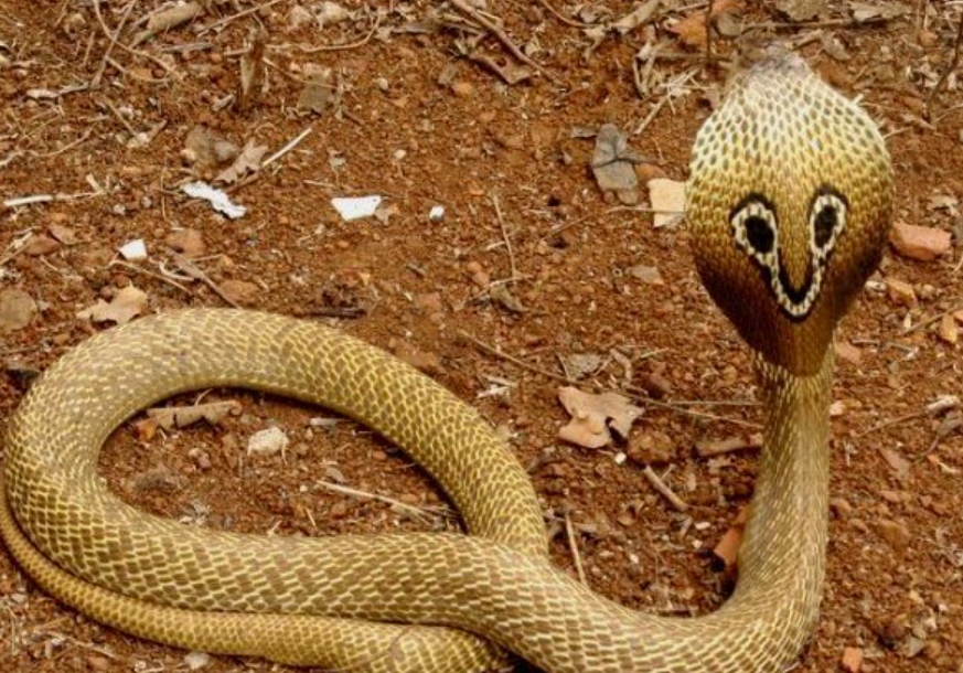 दाङमा सर्प महोत्सव हुने