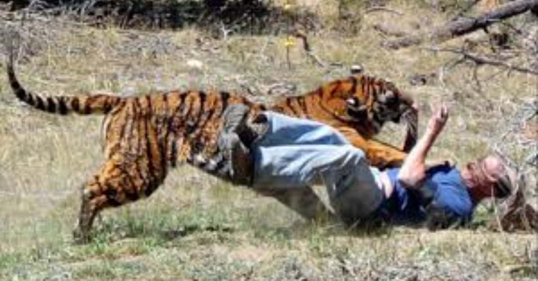 बाघको आक्रमणबाट एक जना पुरुषको मृत्यु