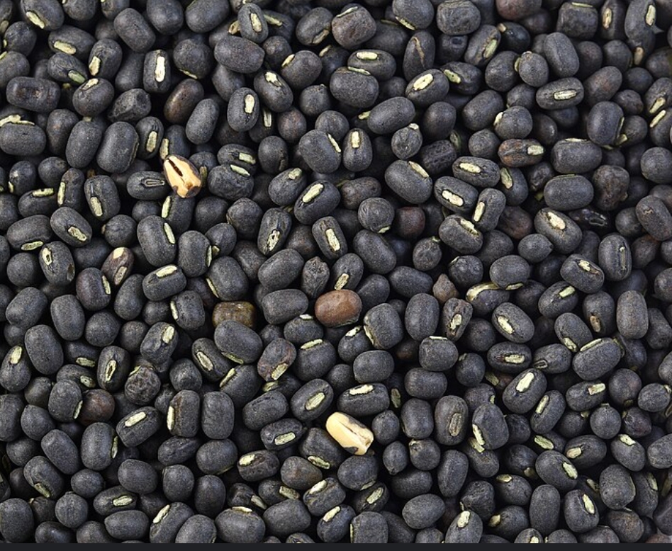 १२ हजार केजी मासको दाल नेपालगन्ज भन्सारबाट फिर्ता