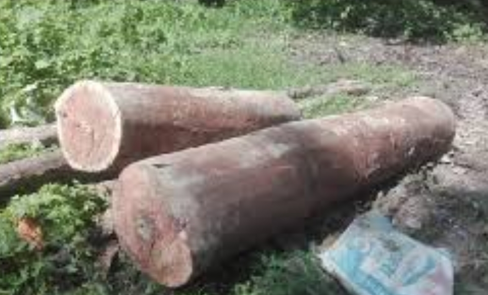 अवैध सालको गोलिया काठ बरामद