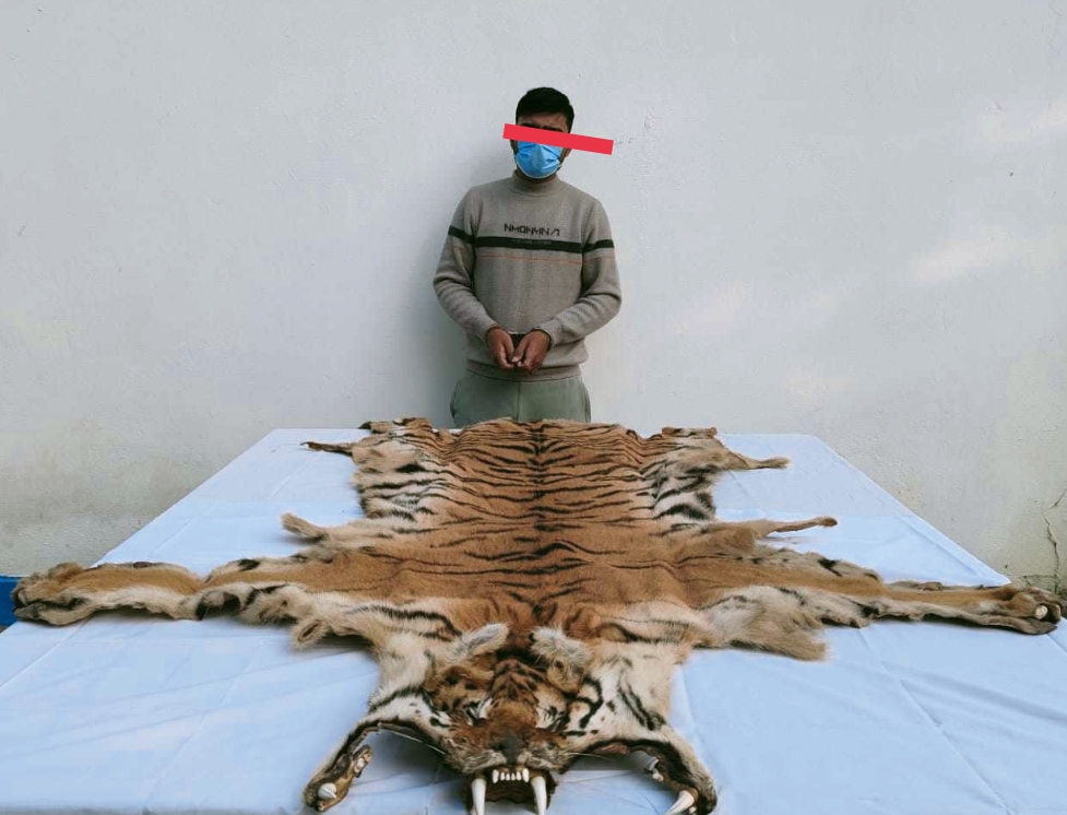 पाटेबाघको छालासहित एकजना  पक्राउ