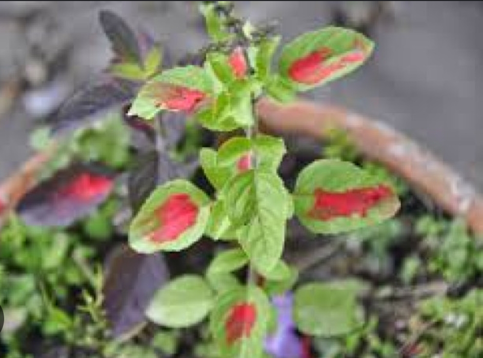 आज हरिबोधिनी एकादशी