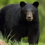 भालुको आक्रमणबाट शुक्रबार एक जनाको मृत्यु