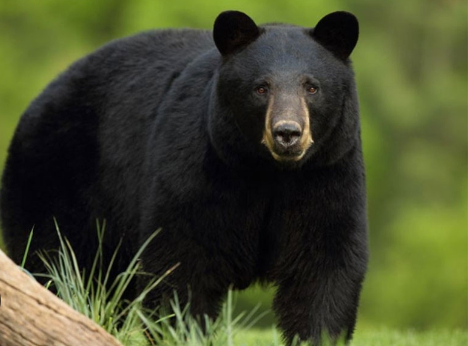 भालुको आक्रमणबाट शुक्रबार एक जनाको मृत्यु