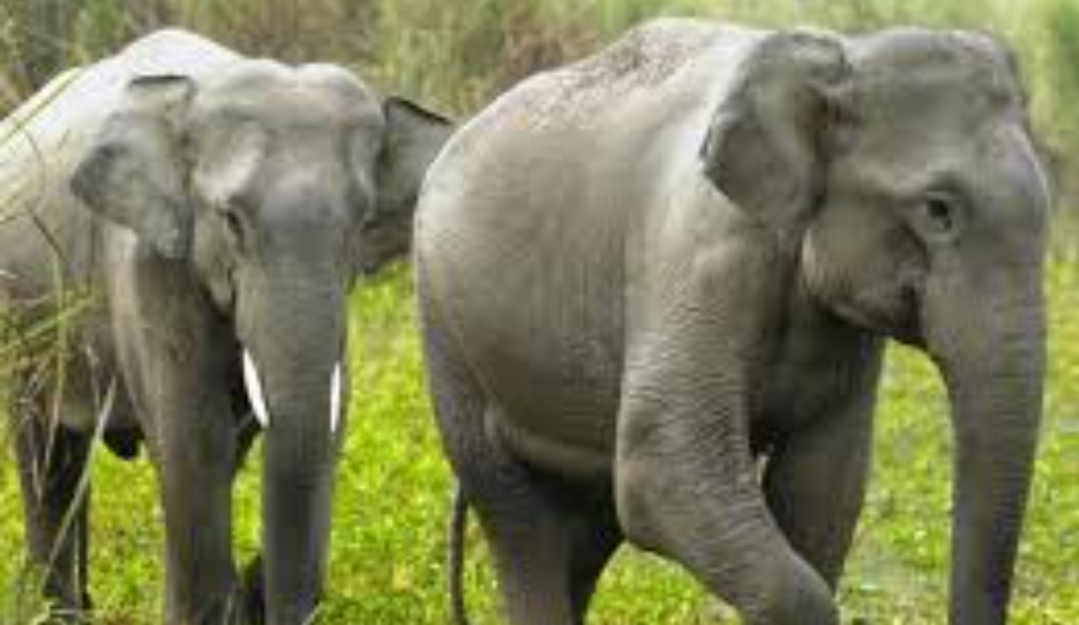 हात्तीको आक्रमणबाट  ४५ वर्षीय मीनबहादुर भण्डारीको  मृत्यु