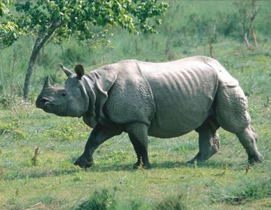 गैँडाको आक्रमणबाट एक पुरुषको मृत्यु