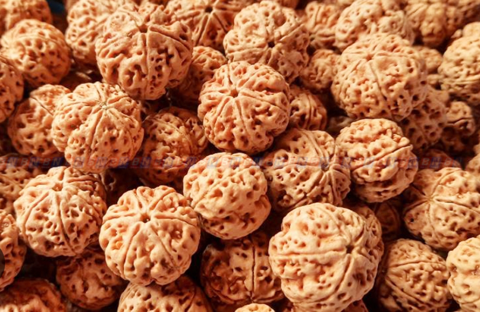 ७ लाख मूल्य बराबरको रुद्राक्षको दाना बरामद