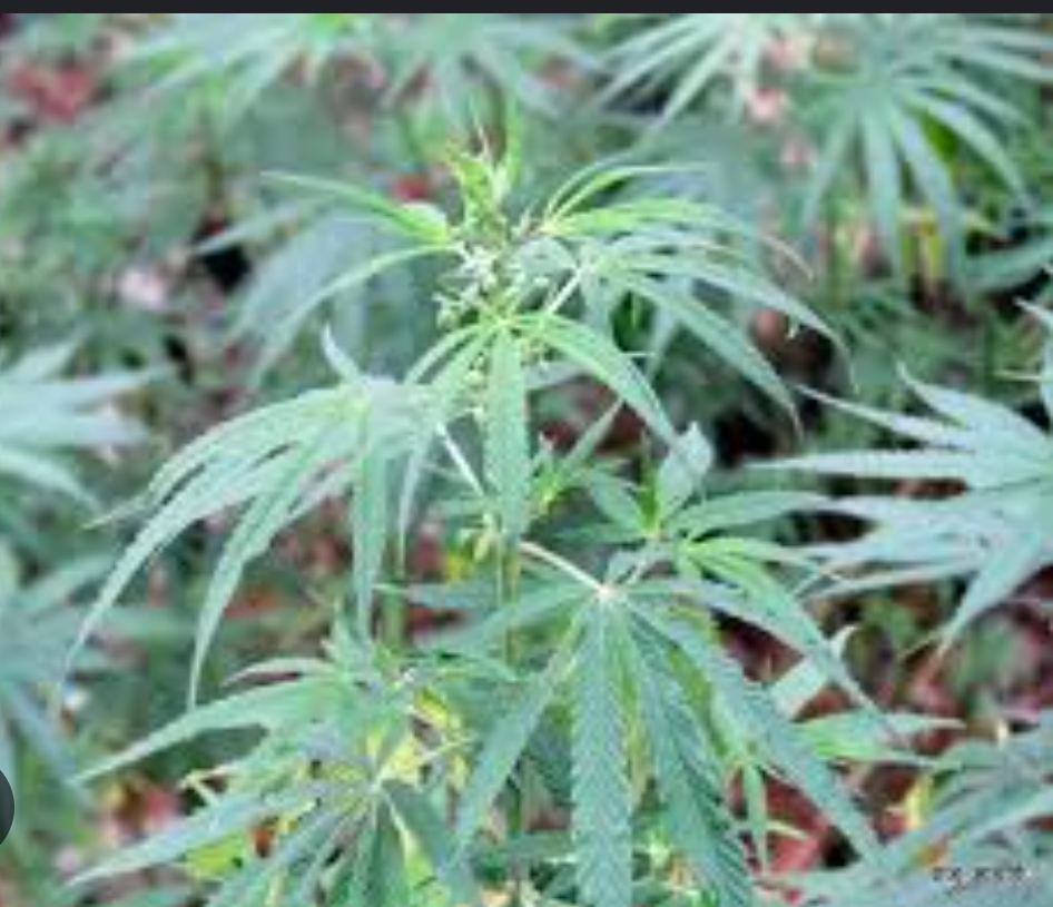 दुर्घटना भएको कारबाट  एकसय ३० किलो गाँजा फेला