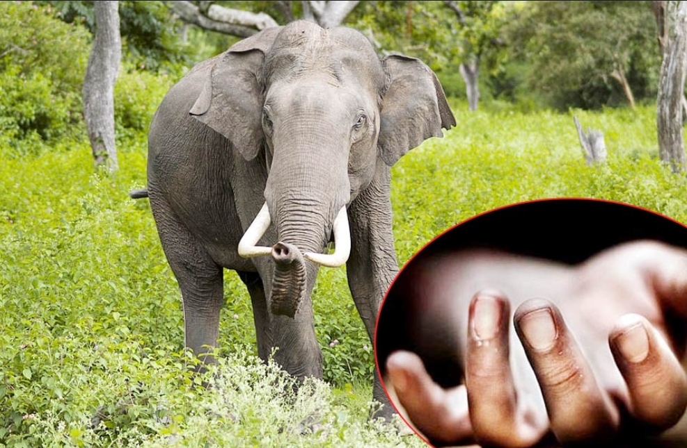 दाउरा खोज्न गएकी एक महिलाको हात्तीको आक्रमणबाट मृत्यु