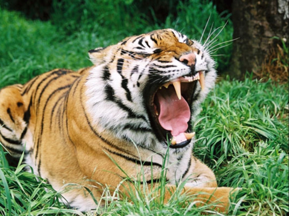 बाघको आक्रमणबाट एक वृद्धाको मृत्यु