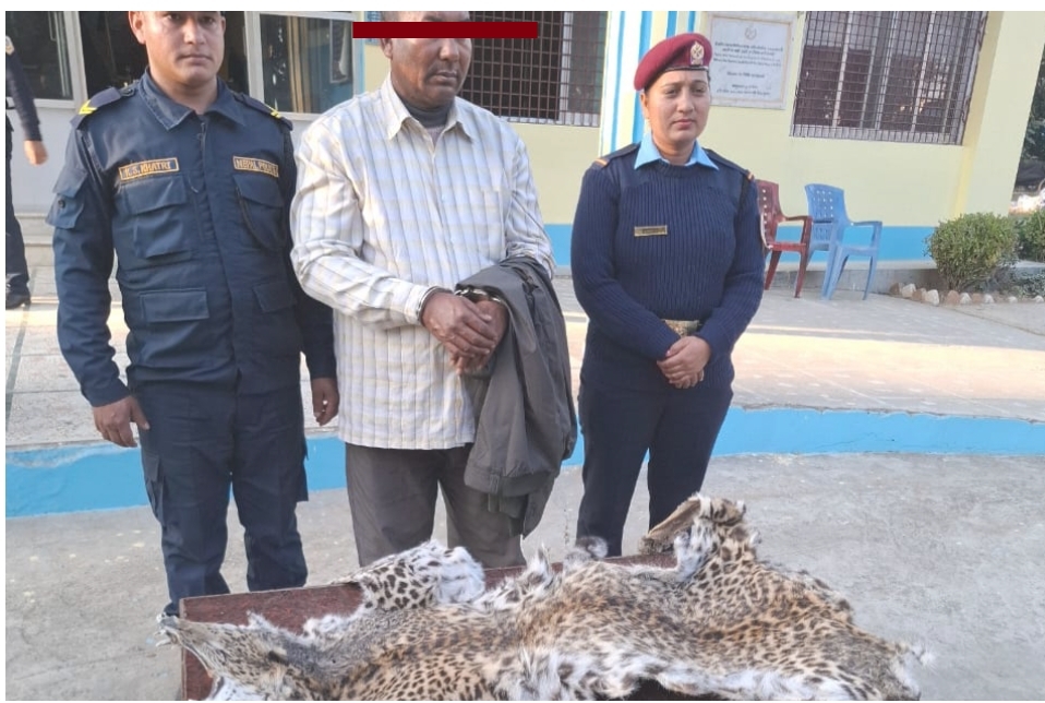 १२ दाँत र चितुवाको छालासहित बिहारे चौधरी पक्राउ