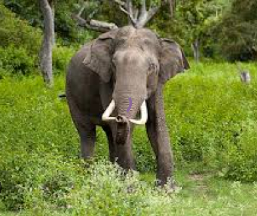 जंगली हात्तीको आक्रमणबाट महिलाको मृत्यु