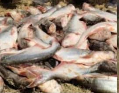 लुम्बिनीमा डीआईजी कार्कीद्वारा कडा निगरानी बाँकेमा