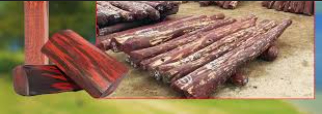 रक्त चन्दनको अवैध कारोबारमा संलग्न दुई जना पक्राउ