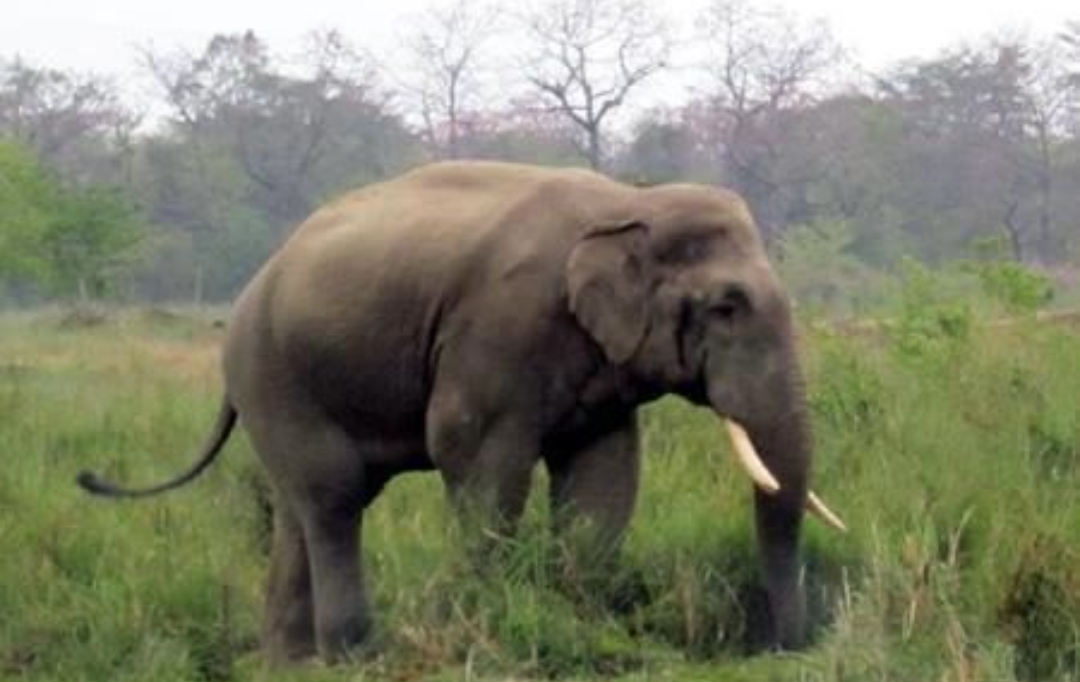 हात्तीको आक्रमणबाट एक जनाको मृत्यु