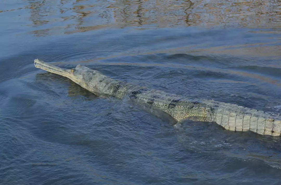 बाँकेको राप्ती नदीमा घडियाल गोहीको गणना शुरू