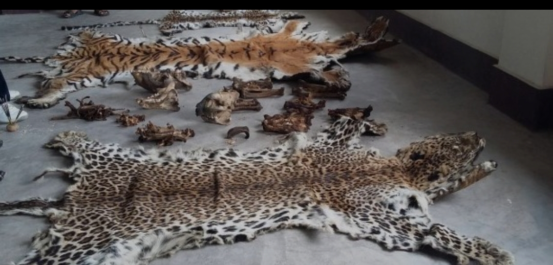 हिउँ चितुवाको छाला र हड्डीसहित २ जना चितवन राष्ट्रिय निकुञ्जको  नियन्त्रणमा