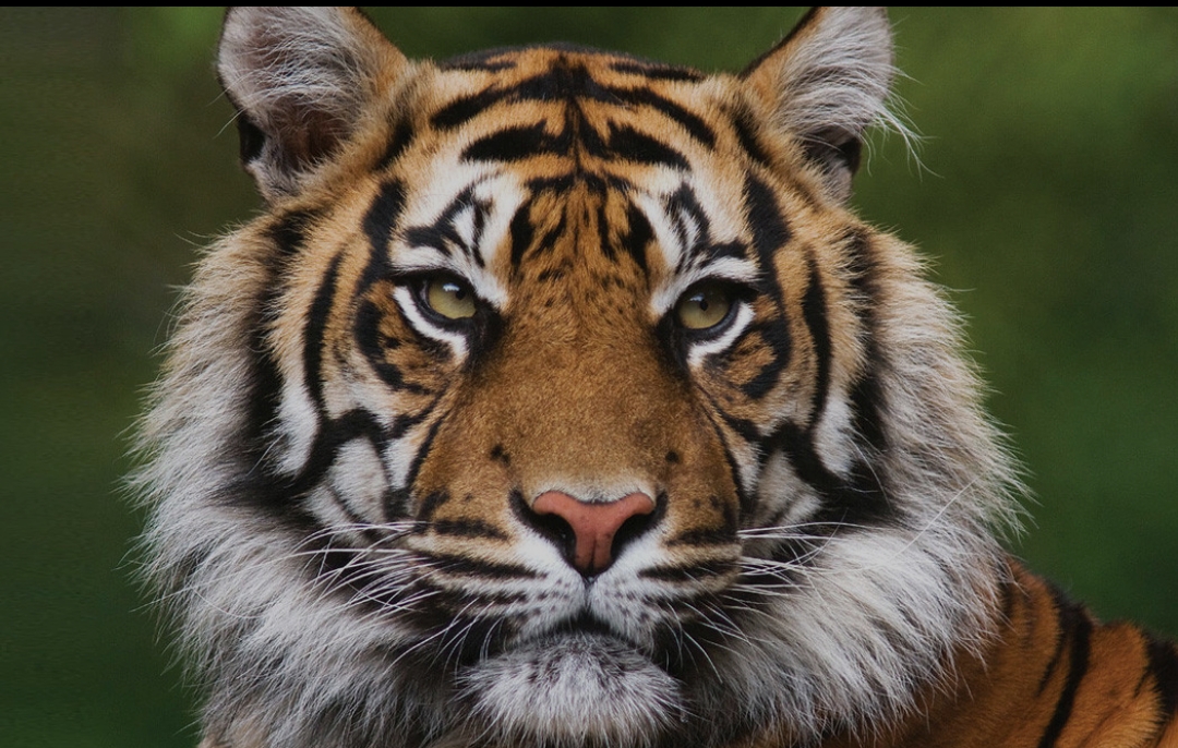 बाघको आक्रमणबाट बाँकेमा एक वृद्धाको मृत्यु