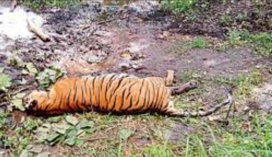 बाँकेमा एउटा पाटे बाघ मृत भेटिएको छ