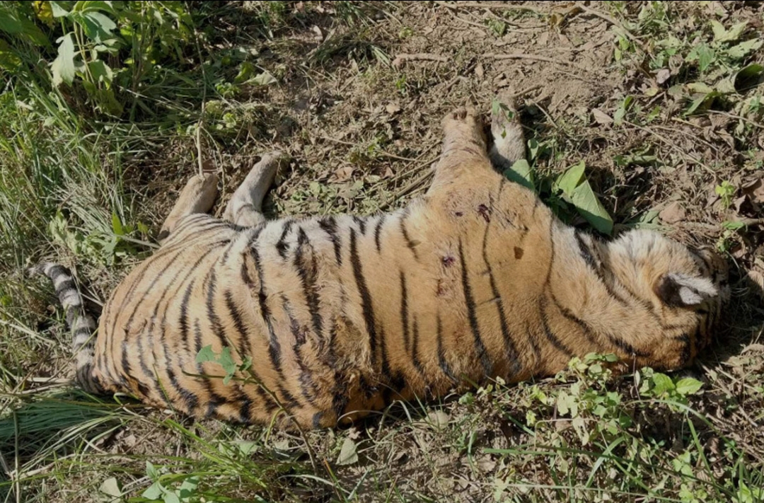 जलेको अवस्थामा पाटेबाघ मृत फेला