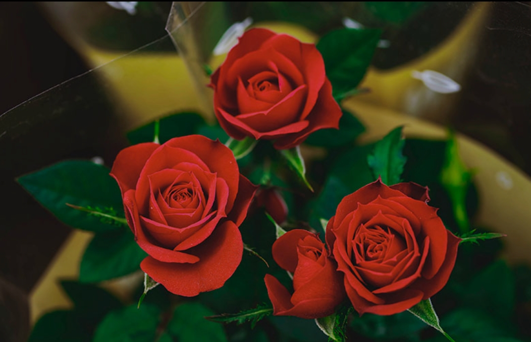 फूलमध्येको एउटा हो गुलाब