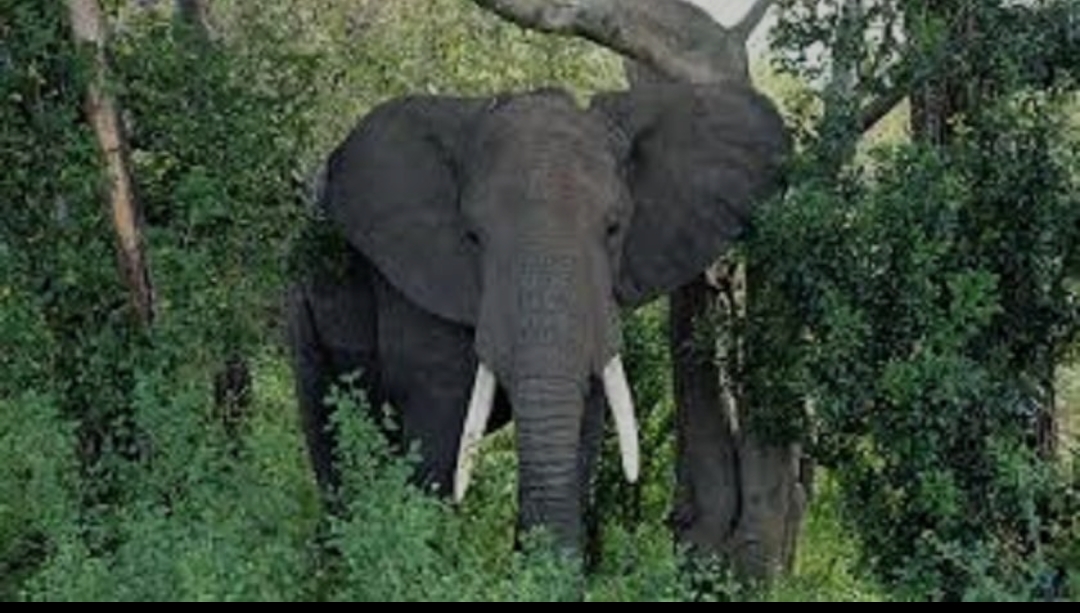 बर्दियाको ठाकुरबाबा नगरपालिका–२ बलातीमा गए राति हात्तीको आक्रमणमा एकको मृत्यु