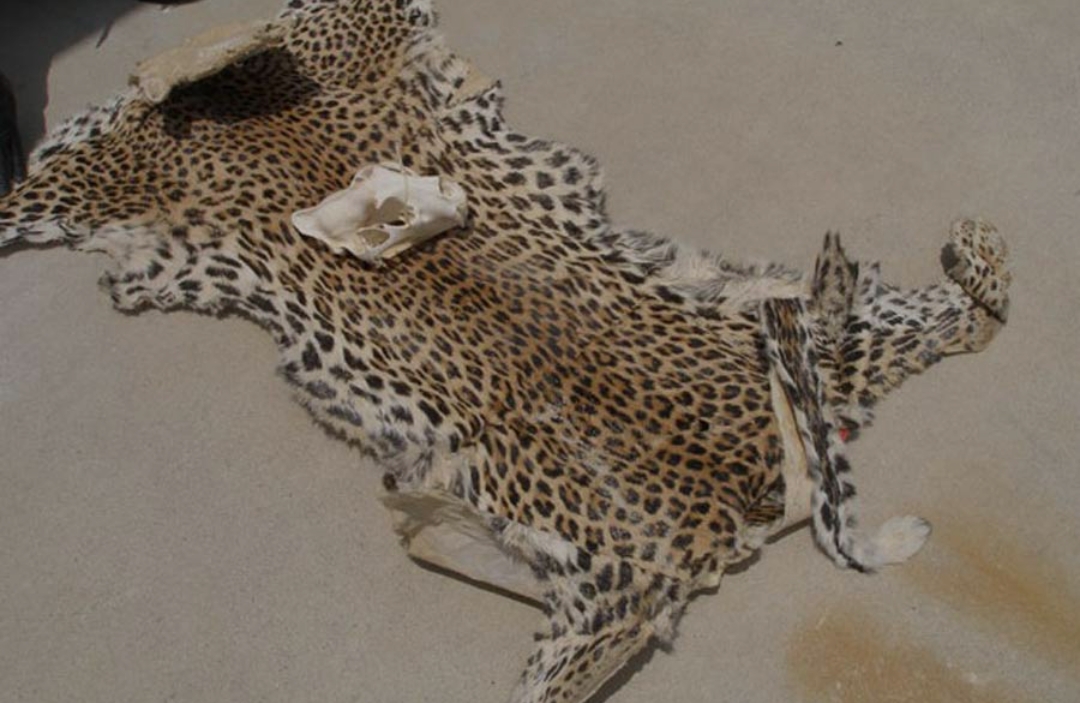 कैलालीको धनगढीबाट चितुवाको छालासहित डोटीका एक युवक पक्राउ