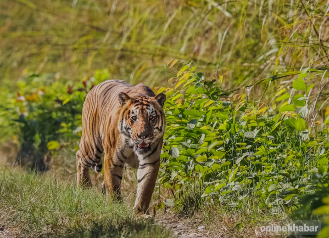 बाघको बच्चा उद्धार