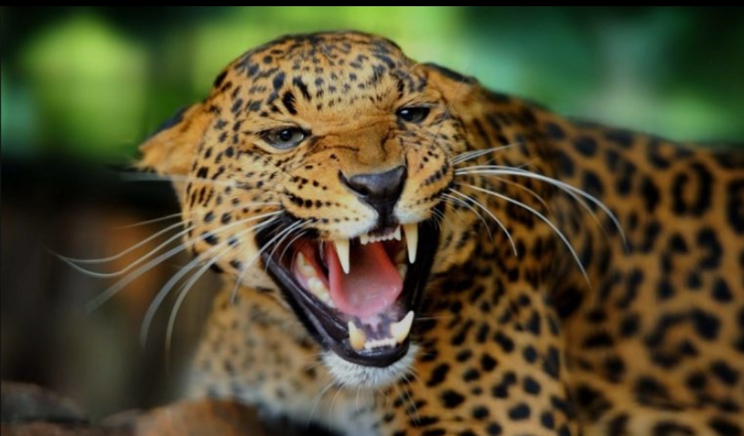 बर्दियामा चितुवाको आक्रमणबाट एक बालकको मृत्यु