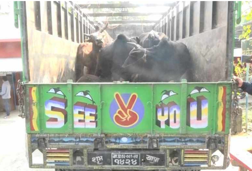 २५ वटा गोरु बोकेको बागमती प्रदेश ०३–००१ ख १४२४ नम्बरको ट्रकलाई बाराको पथलैयाबाट नियन्त्रणमा