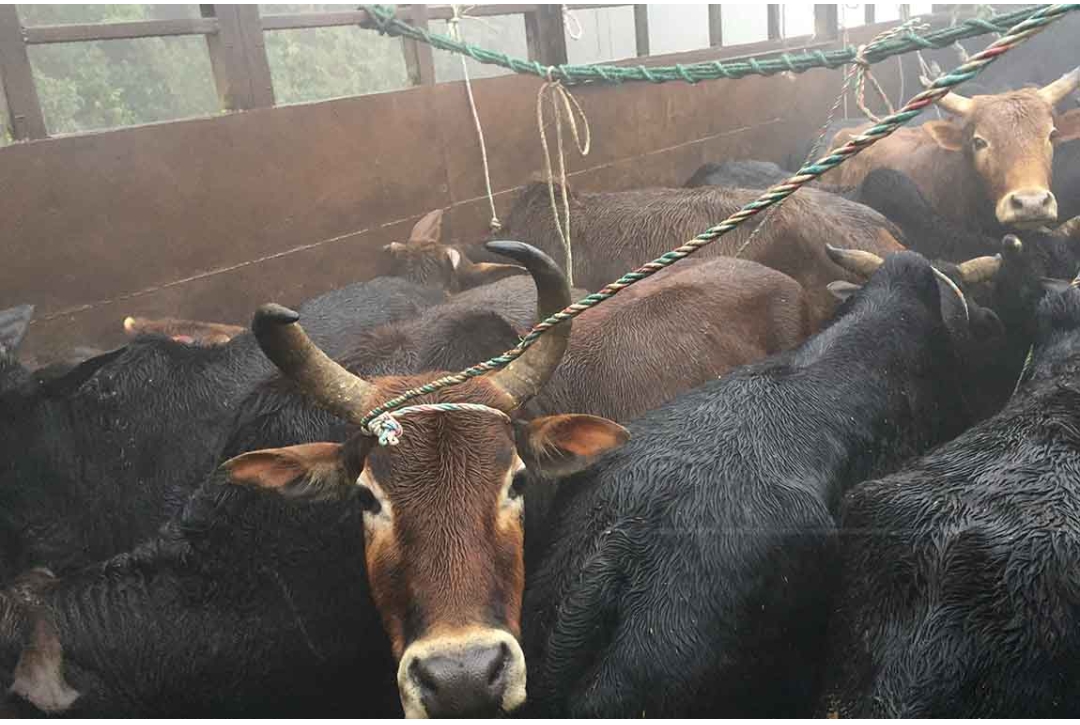 गोरु तस्करी प्रकरणले लियो  चौकी इन्चार्जसहित ३ प्रहरीको जिम्मेवारी खोसियो
