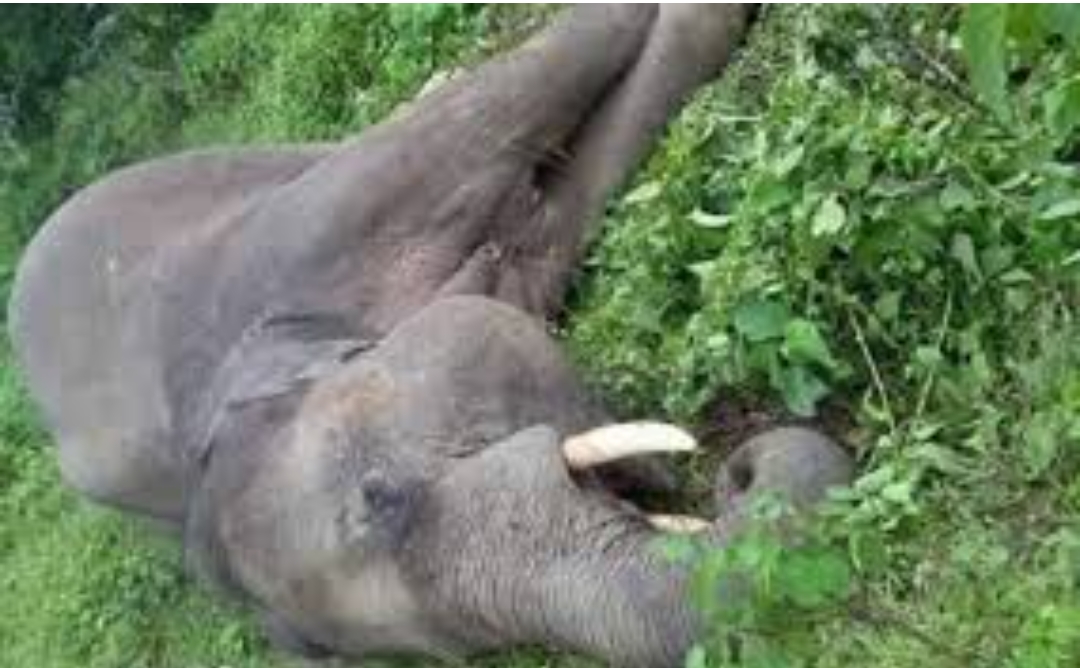 कञ्चनपुरको लालझाडीमा जंगली हात्ती मृत फेला