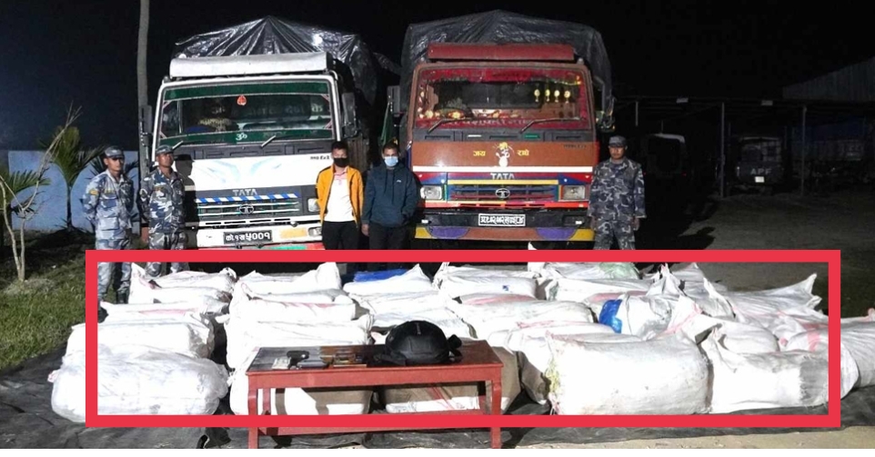 १६ सय ३६ केजी गाँजासहित दुईजना पक्राउ