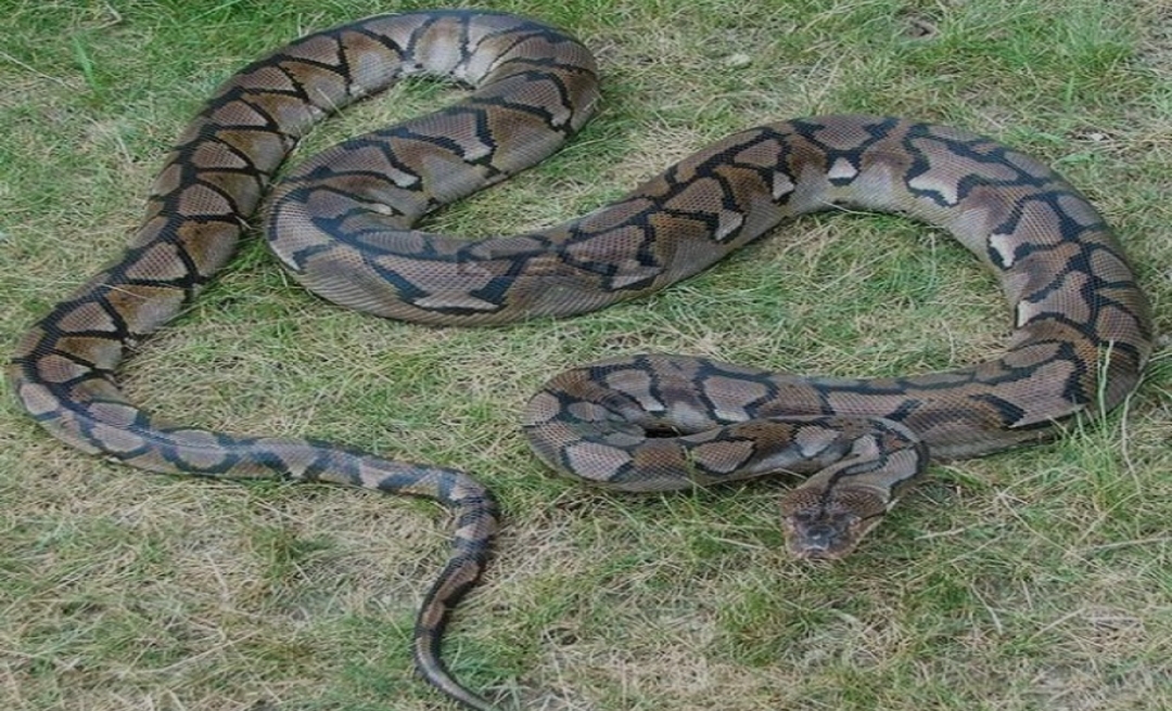 सिमसार क्षेत्र संरक्षण हुन थालेपछि कञ्चनपुरमा अजिङ्गरको सङ्ख्या बढ्दै