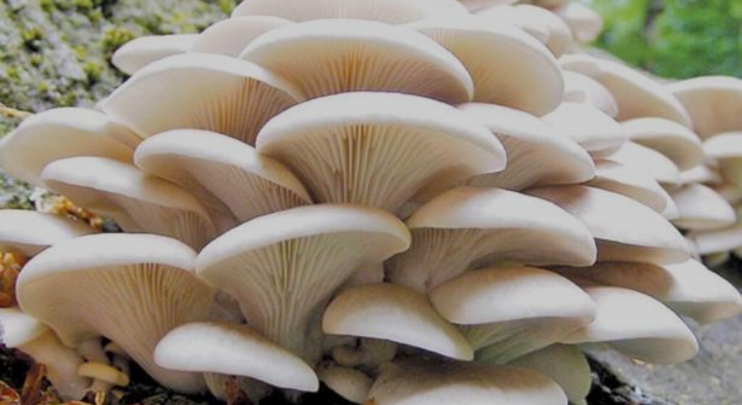 च्याउ खाँदा बिरामी परेका एक जनाको मृत्यु