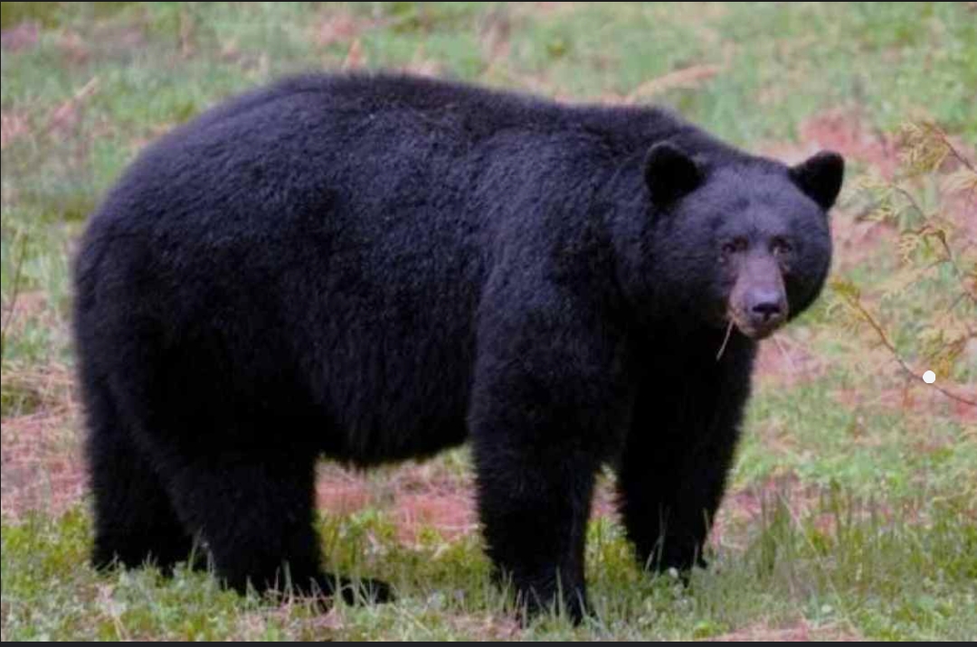 डोटीमा भालुको आक्रमणबाट श्रीमान् श्रीमती घाइते