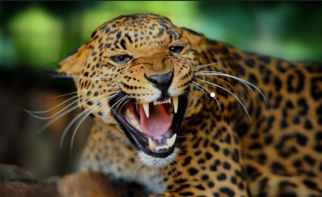 चितुवाको आक्रमणबाट एक बालक गम्भीर घाइते