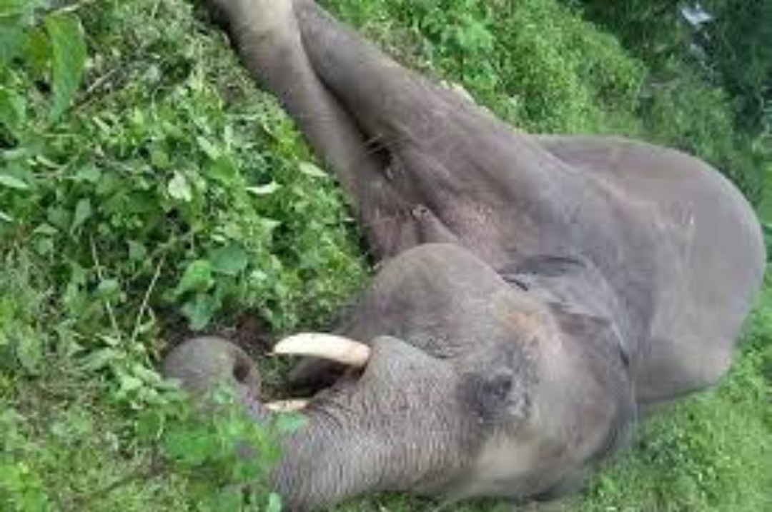 कञ्चनपुरमा जंगली हात्ती मृत फेला