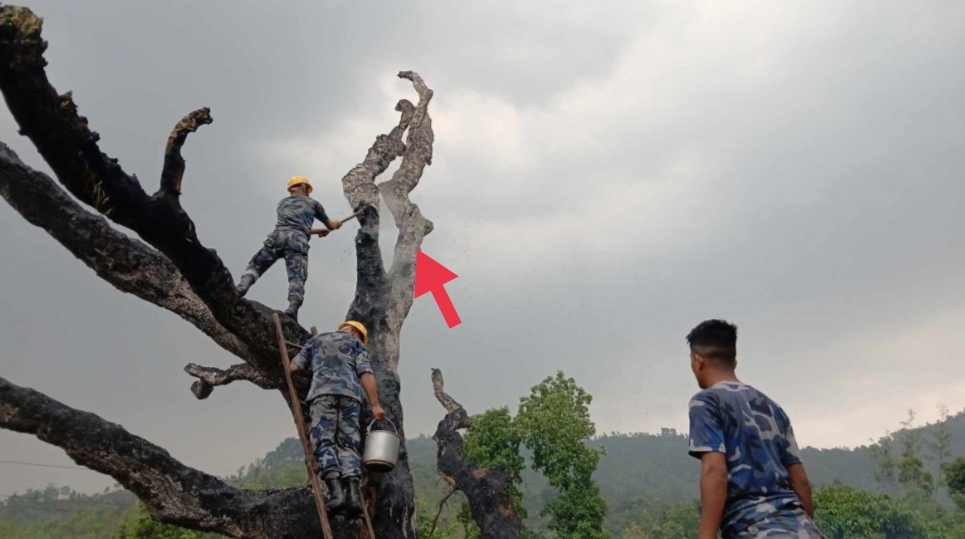 काभ्रेमा चट्याङ परेर एउटा सिंगै  रूखमा लाग्यो आगो