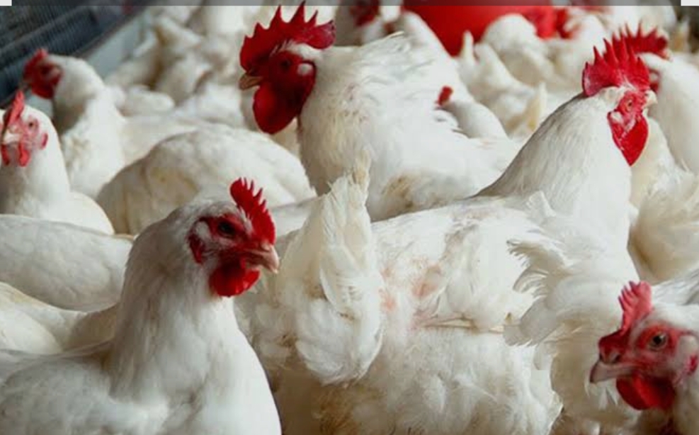 बाँकेको जानकी गाउँपालिकाबाट एउटा मोटरसाइकलसहित ठूलो परिमाणमा बोइलर कुखुरा बरामद