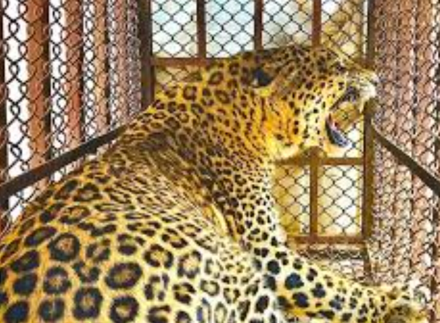 आतंक मच्चाएको चितुवालाई लिइयो नियन्त्रणमा: बर्दिया