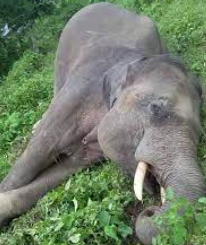 कोशी प्रदेशका दुई जिल्लामा दुई वटा हात्ती मृत भेटिए